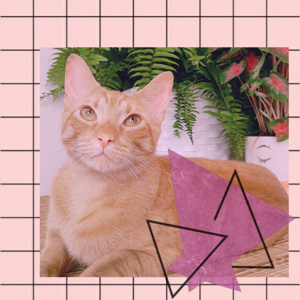 Meet your Posher, Christi